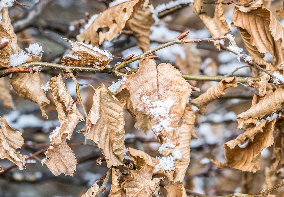 Leaves and Snow